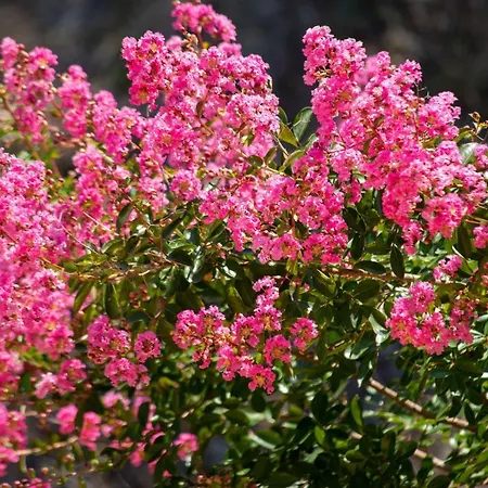 Villa Sunset House *