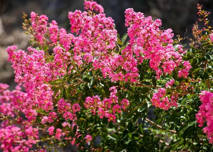 Βίλα Sunset House *