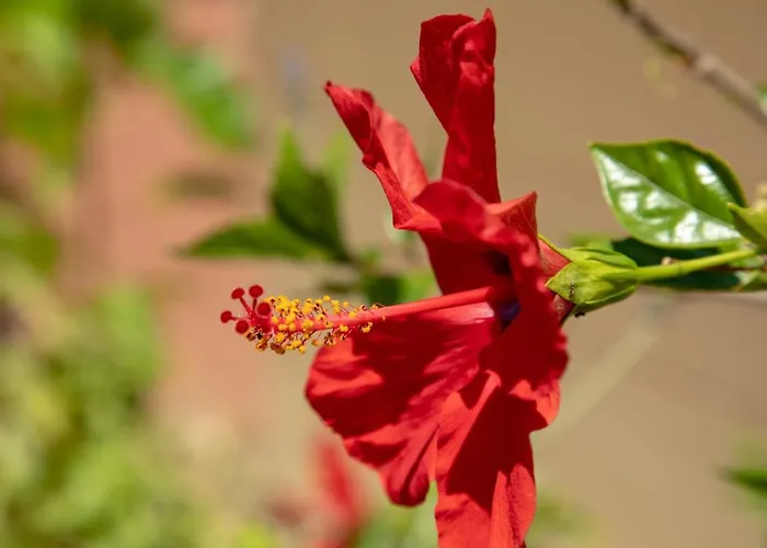 Villa Sunset House *