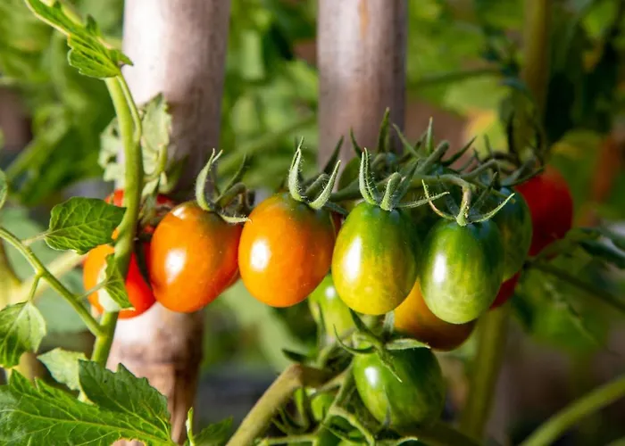 Sunset House Villa Karousádes