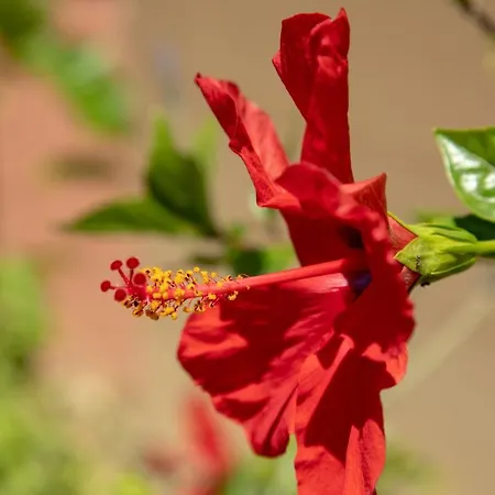 וילה Sunset House *