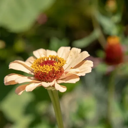 Sunset House וילה *